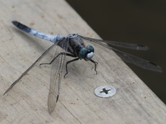 カワセミ待ちの虫撮り 9