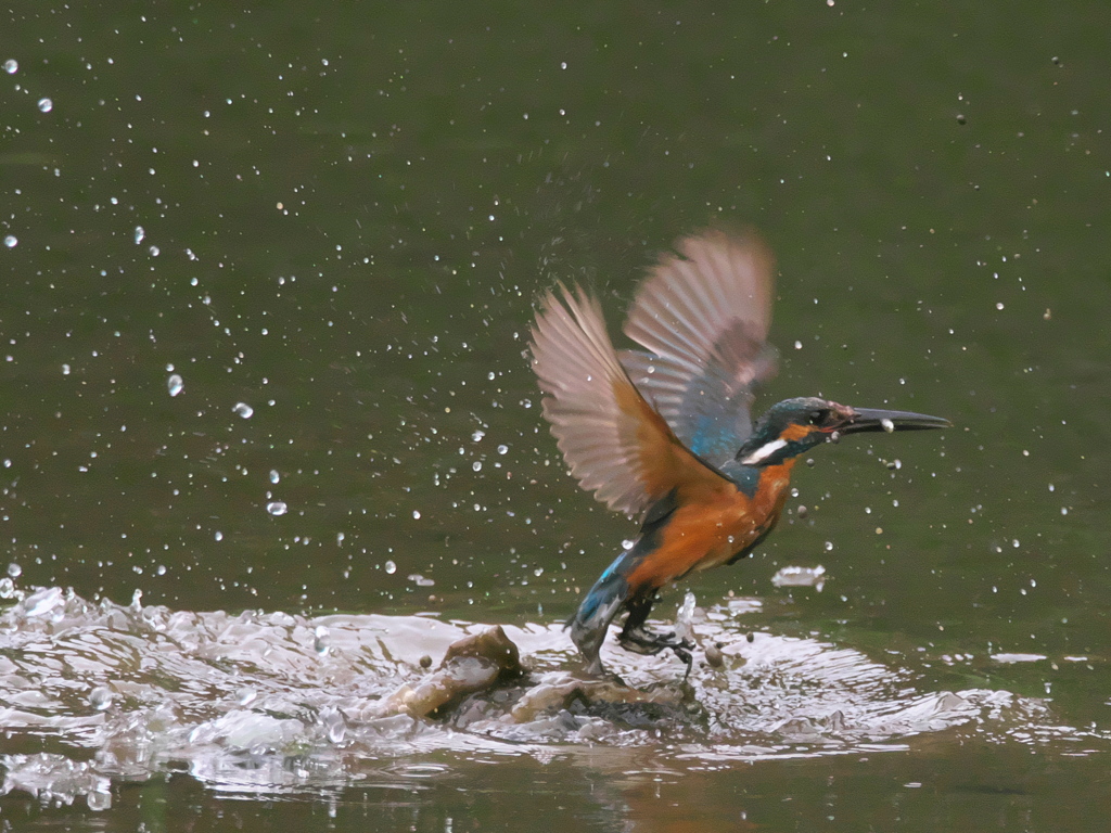 浮上 39-2（父親 お魚獲れたよ）