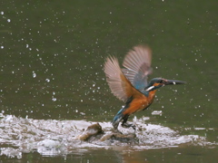 浮上 39-2（父親 お魚獲れたよ）