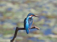 朝日を浴びて 200411-1