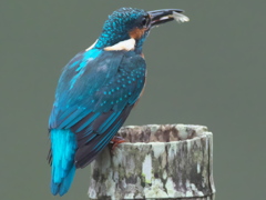 止り木 36（父親）