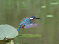 ロックオン 6（父親）