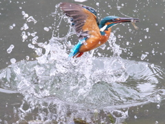 浮上 399-1（父親）