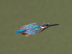 水平飛行 2（くたびれた羽で）