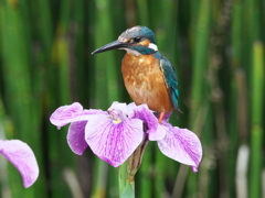 止り木 218（花菖蒲）