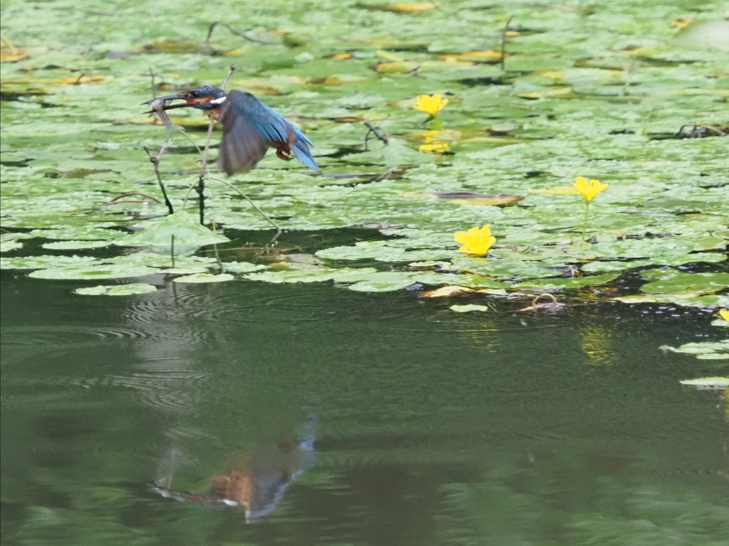 お魚採れたよ 7-1