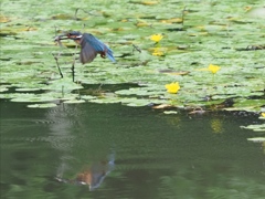 お魚採れたよ 7-1
