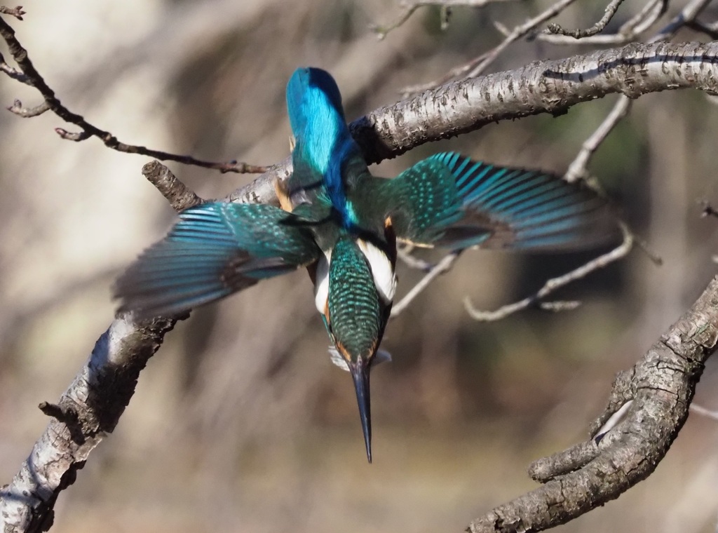 背中綺麗でしょ！