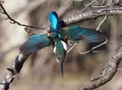 背中綺麗でしょ！