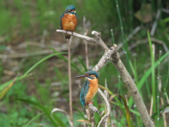 恋の駆引き 6（父親と嫁候補）