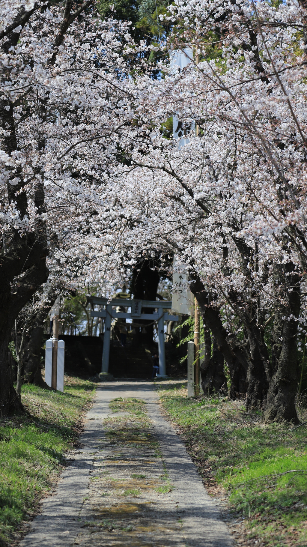 神社の鳥居と桜