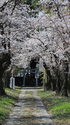 神社の鳥居と桜