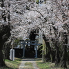 神社の鳥居と桜