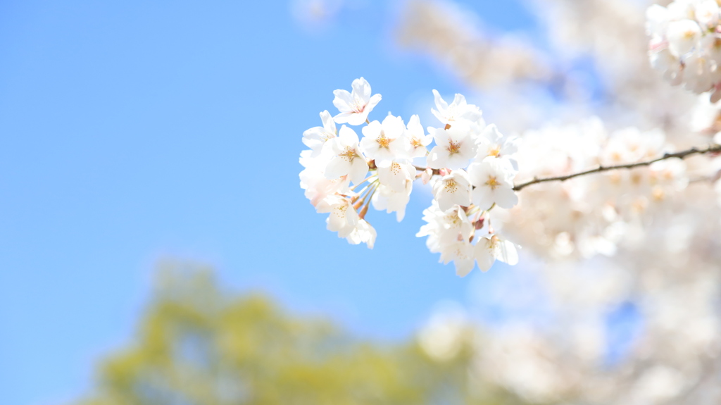 自宅の桜を愉しむ