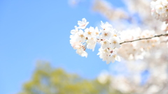 自宅の桜を愉しむ