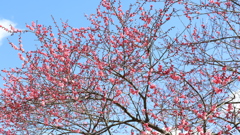 自宅の紅梅