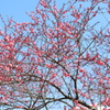 自宅の紅梅