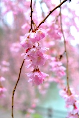 新宿御苑の桜