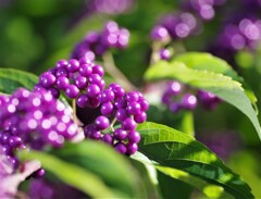 ムラサキシキブ