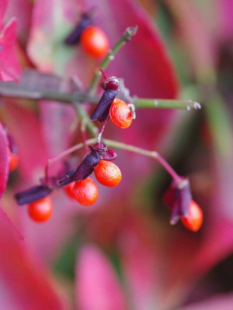 セイヨウマユミ