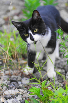 はなぐろちゃん 