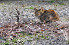 ねこ