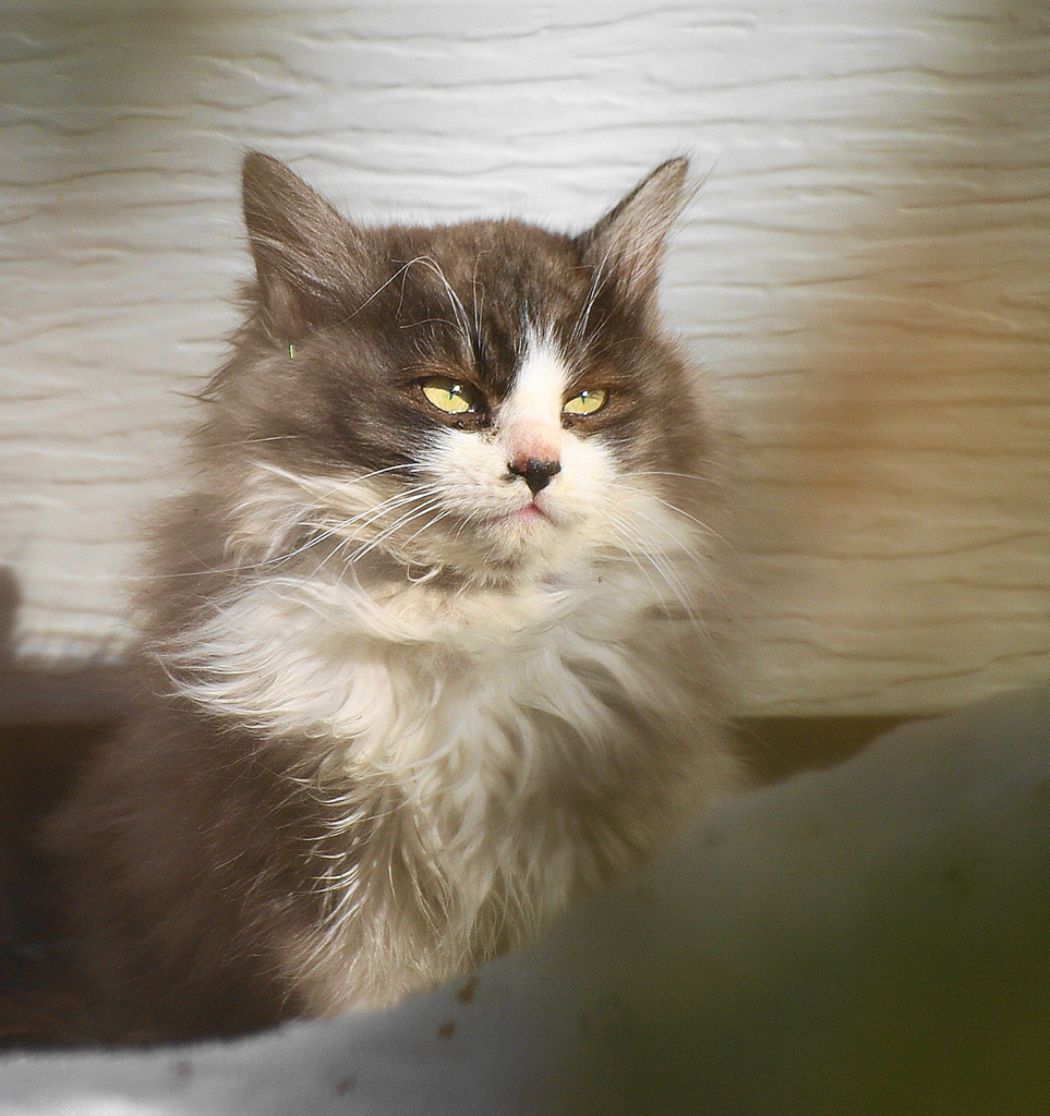仔猫