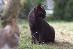 黒い猫