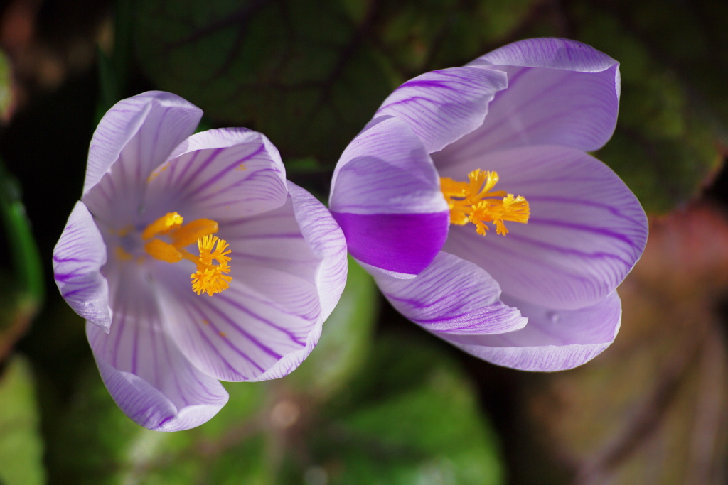 クロッカス　