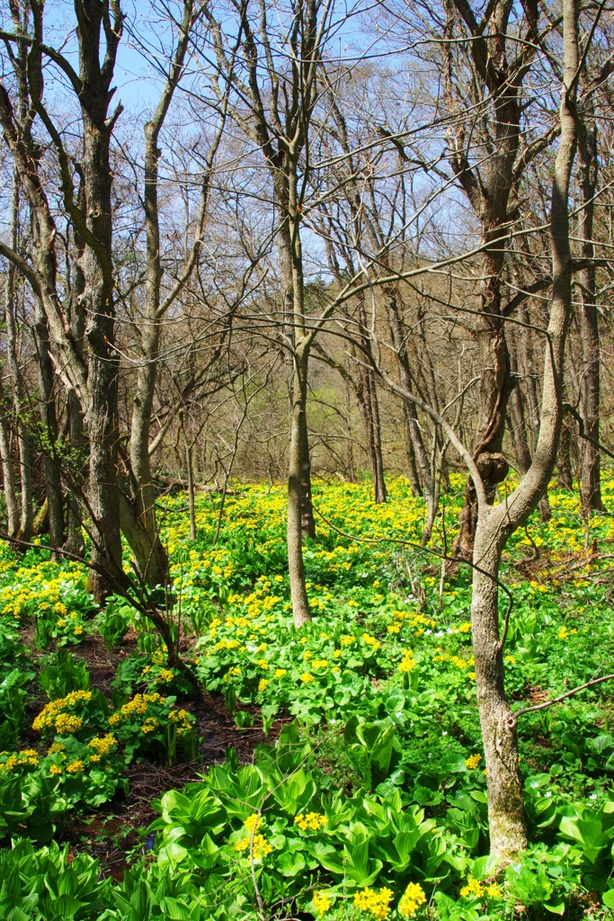 エゾノリュウキンカ