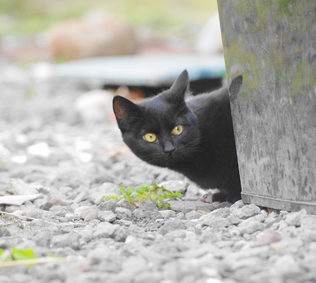 仔猫