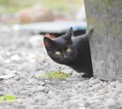 仔猫