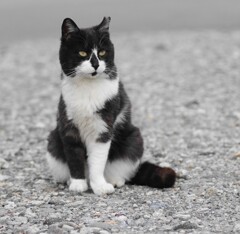 くろちゃん