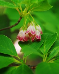 さらさどうだん