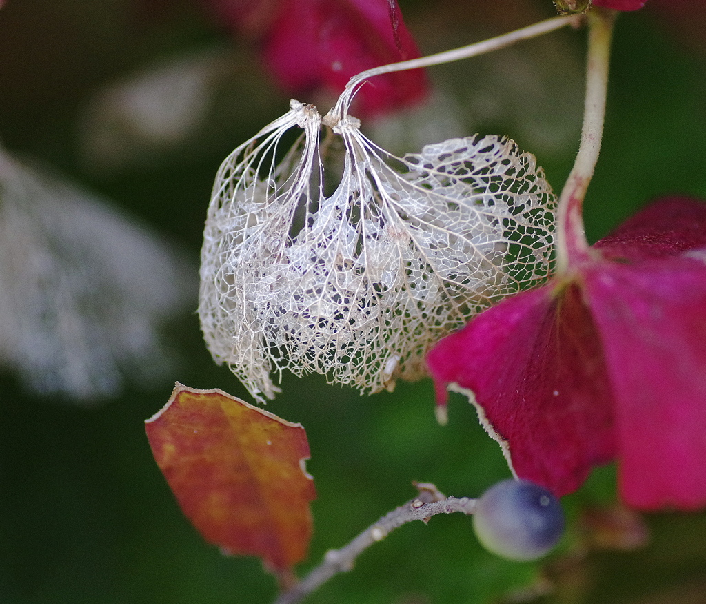 紫陽花
