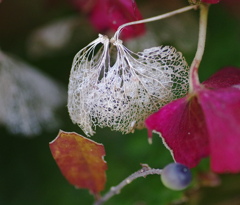 紫陽花