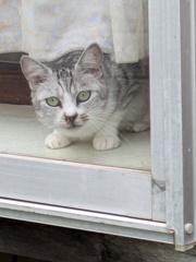 さっちゃん