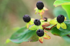 コボウズオトギリ