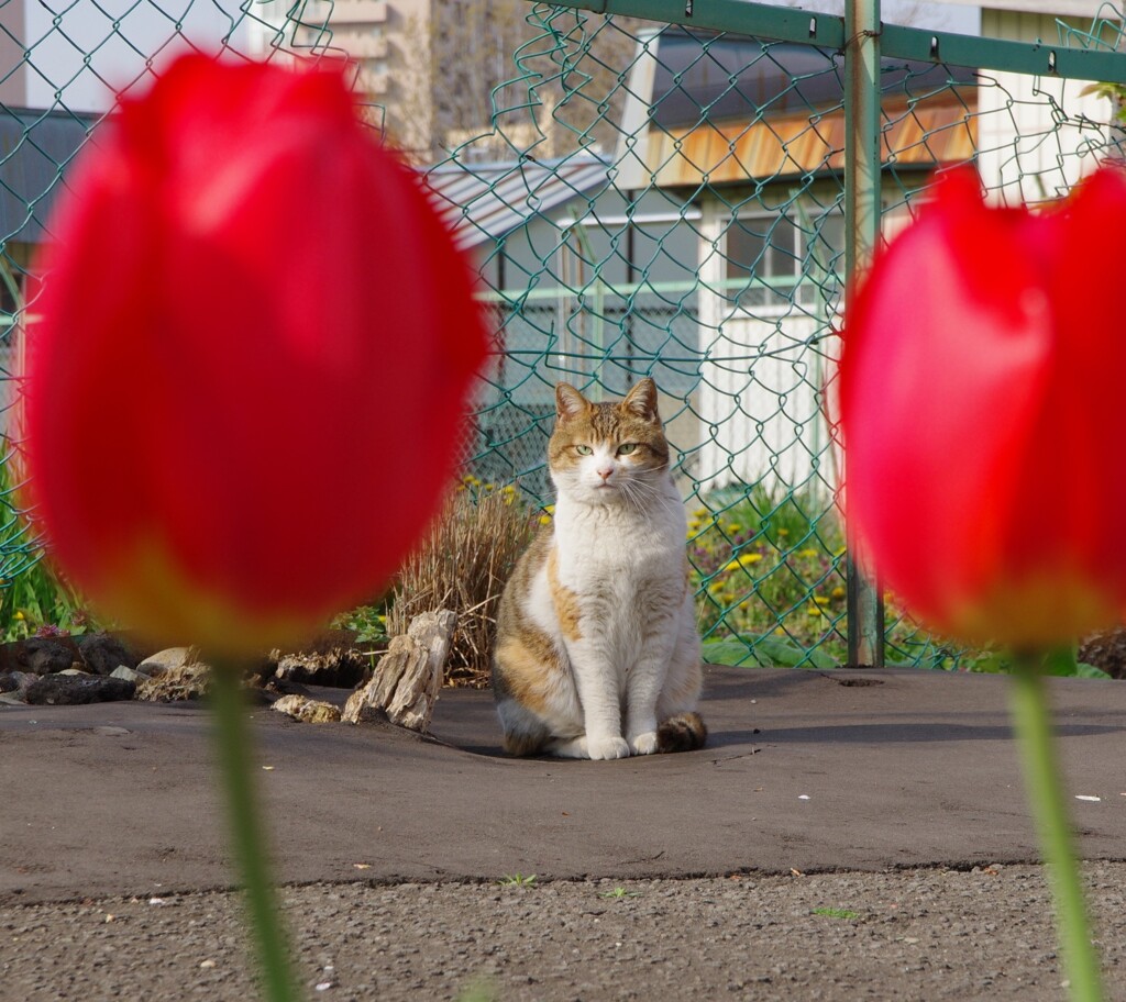 おかあさん