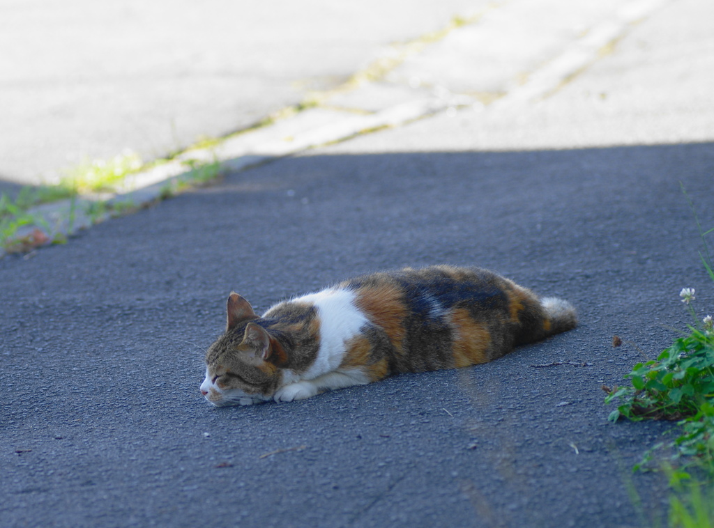 日陰のお母さん