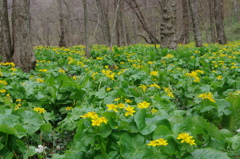 エゾノリュウキンカ