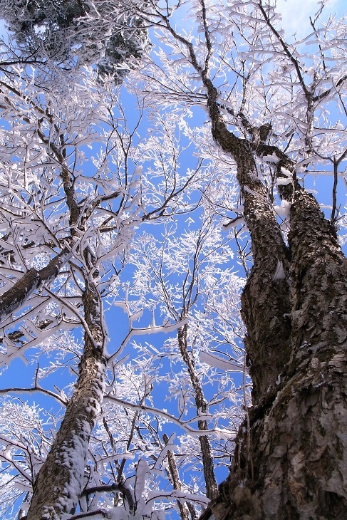 雪景色4