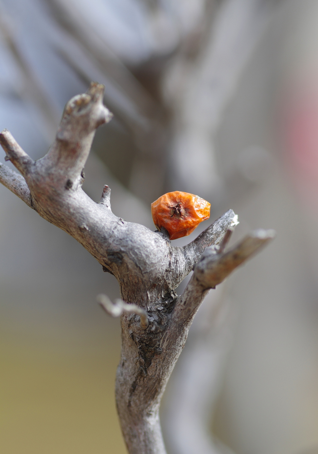 ナナカマドの残り実