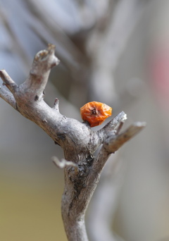 ナナカマドの残り実