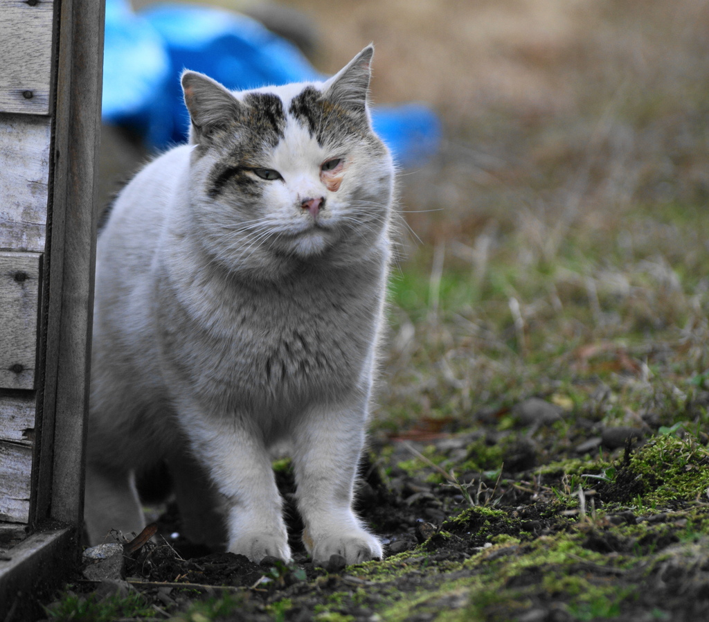 ふくまるちゃん