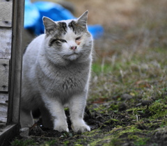 ふくまるちゃん