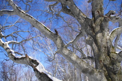 ブナ　2