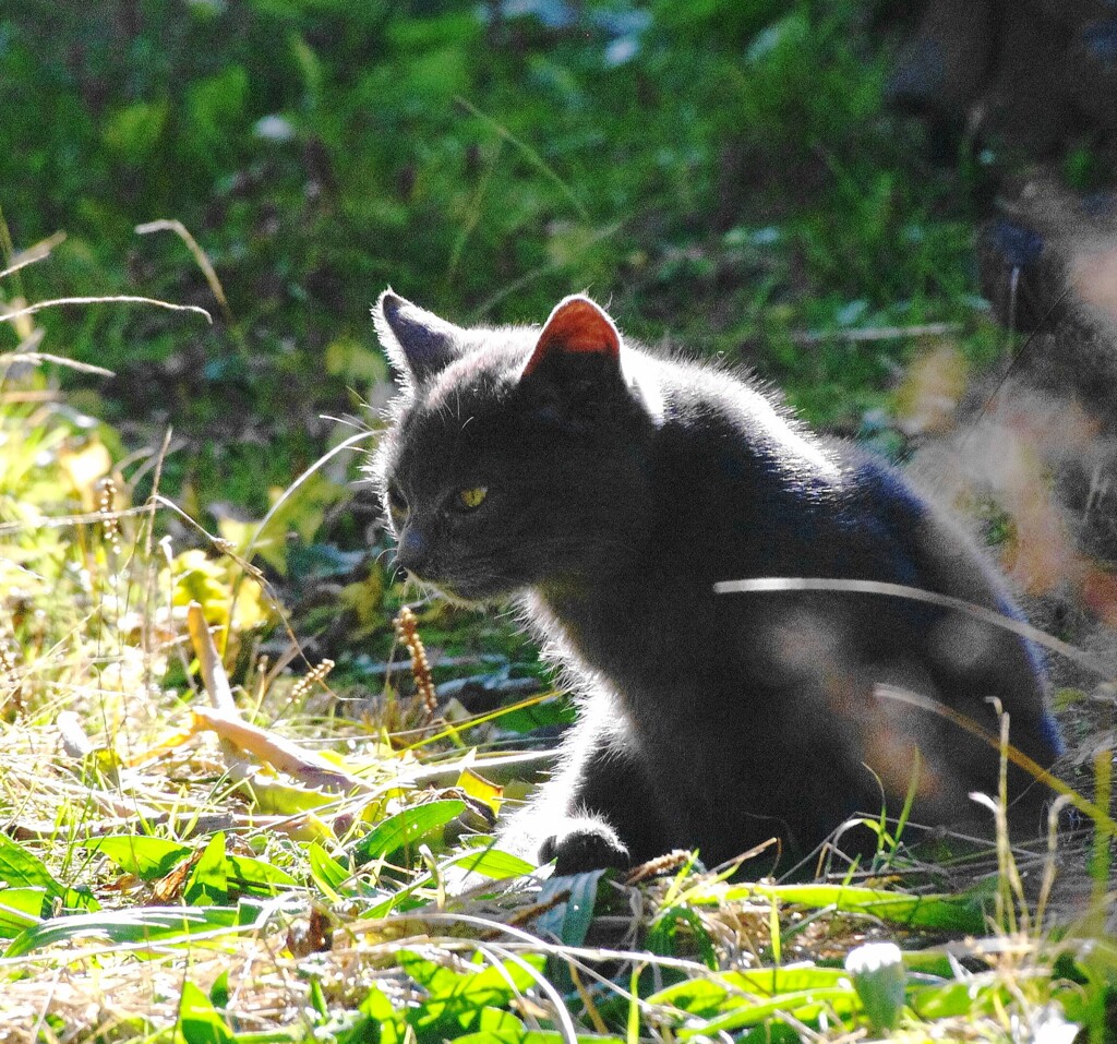 仔猫