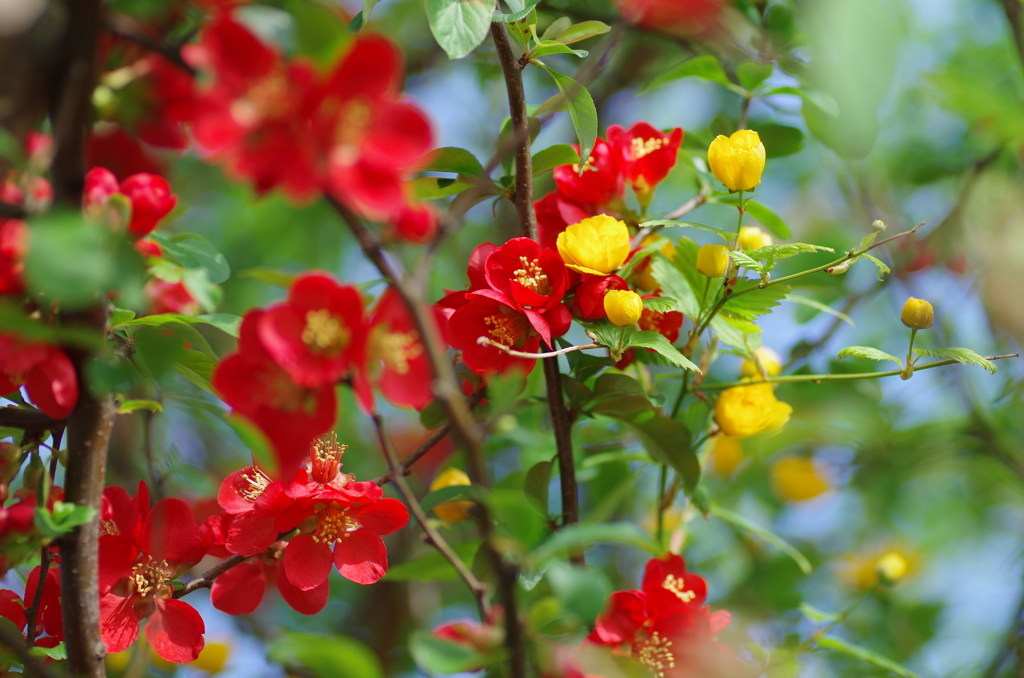 ボケとヤマブキ　2