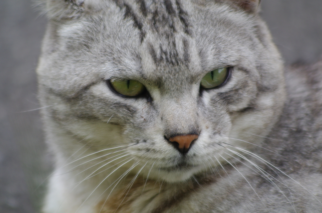 ねこ